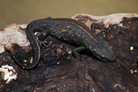 Chinese Godzilla Newts