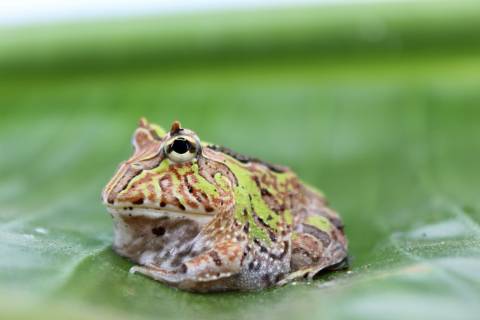 Baby Fantasy Pacman Frogs