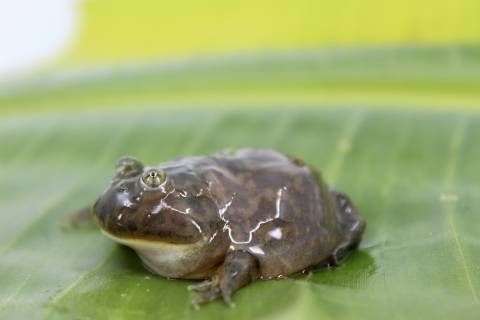 Baby Budgetts Frogs