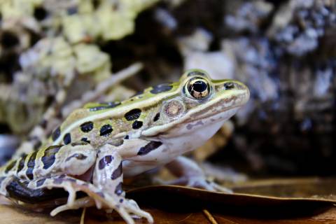 Leopard Frogs