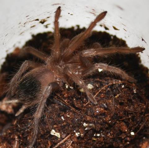 Bahia Scarlet Spiderlings