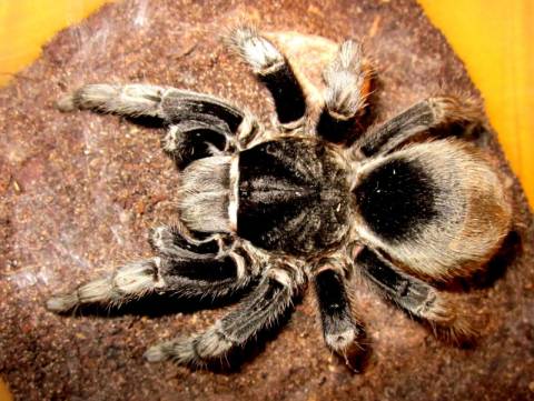 Brazilian Black Tarantulas Medium