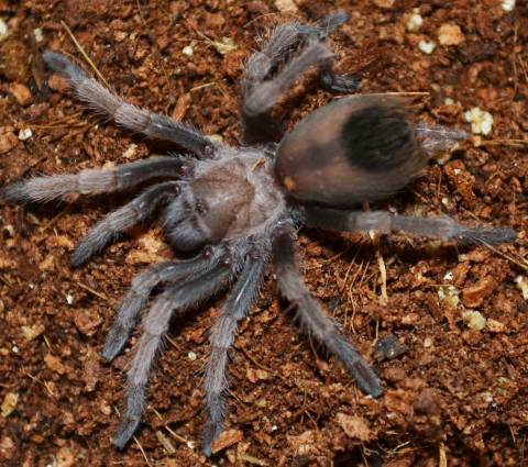 Arizona Blonde Tarantulas Small
