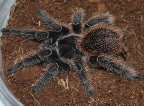 Bahia Grey Bird Eating Tarantulas Medium