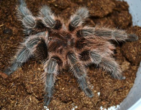 Chilean True Rose Hair Tarantulas