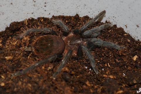 Guatemalan Red Rump Tarantulas Small