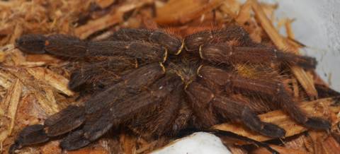 Emerald Skeleton Tarantulas