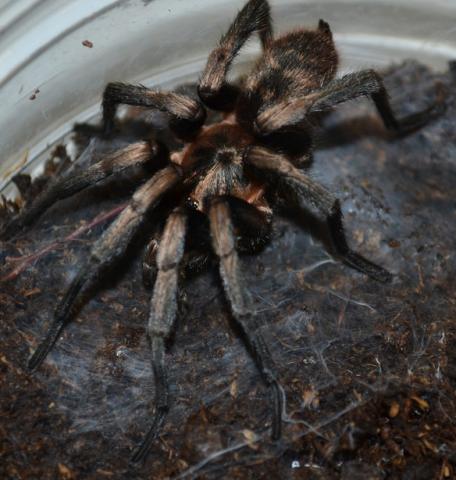 Chilean Gold Dust Tarantulas