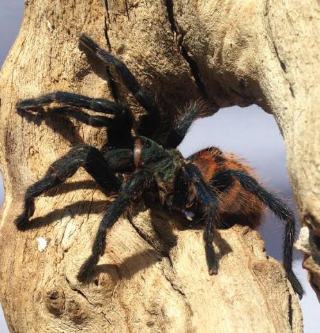 Greenbottle Blue Tarantula Sub Adults