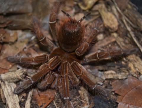 Brazilian Salmon Pink Bird Eater Tarantulas Adult