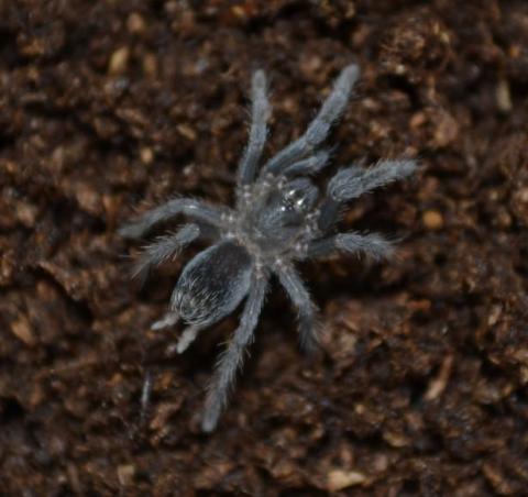 Costa Rican Tiger Rump Spiderlings