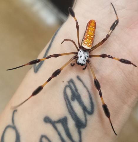 Golden Orb Weaver Spiders
