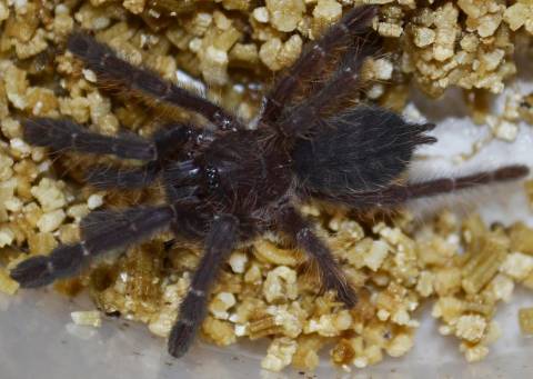 Cyriopagopus hati hati Tarantulas Medium