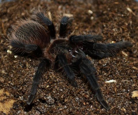 Honduran Curly Hair Tarantulas Small