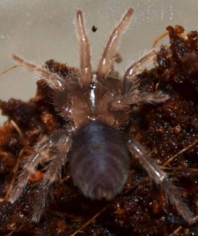 Guatemalan Tiger Rump Spiderlings