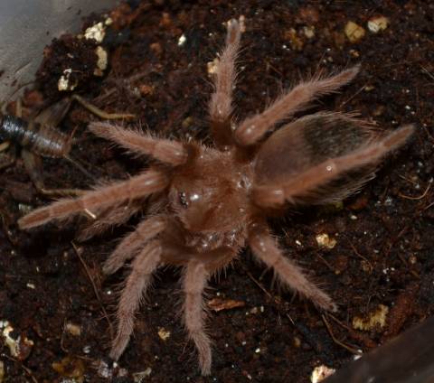 Mexican Pink Tarantulas Small