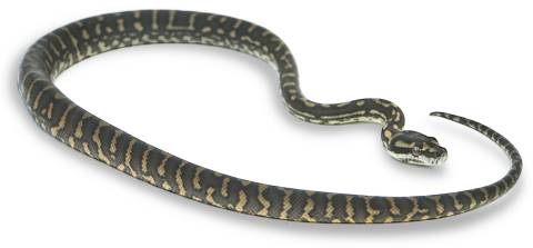 Baby Jungle Bredls Carpet Pythons