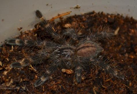 Ivory Ornamental Spiderlings