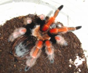 Mexican Fire Leg Tarantulas Sub Adult Females