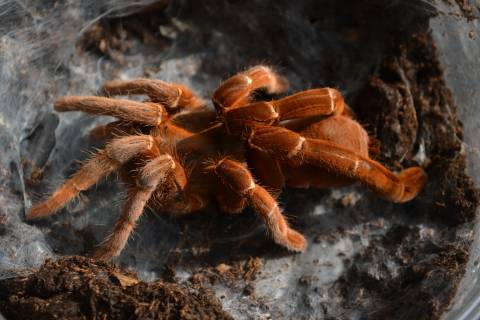 King Baboon Tarantulas Large