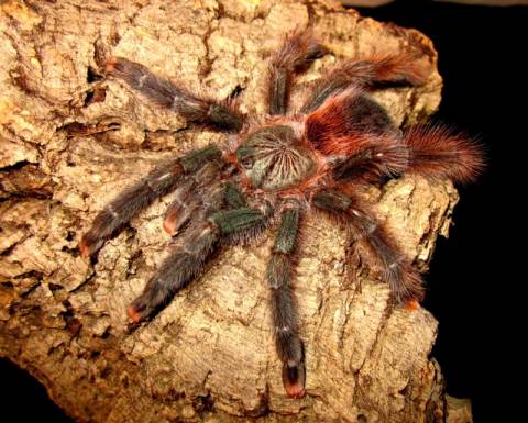 Goliath Pink Toe Tarantulas Small
