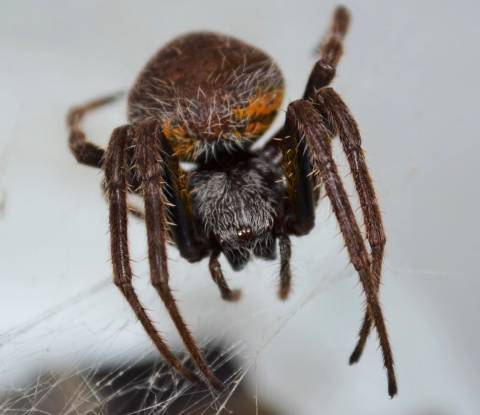 Orb Weaver Spiders