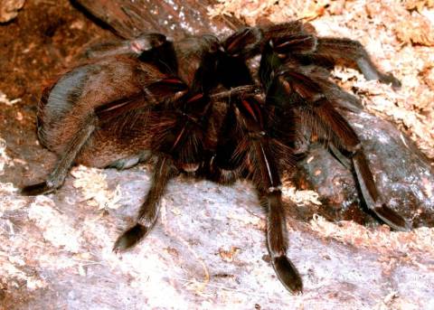 Goliath Pink Foot Tarantula PAIR