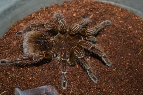 Southern Ecuadorian Bird Eater Tarantulas