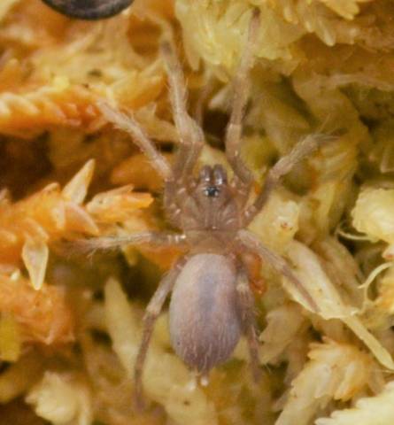 Philippine Tangerine Spiderlings
