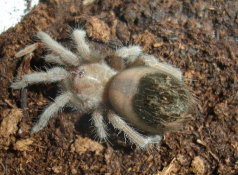 Mexican Golden Red Rump Spiderlings