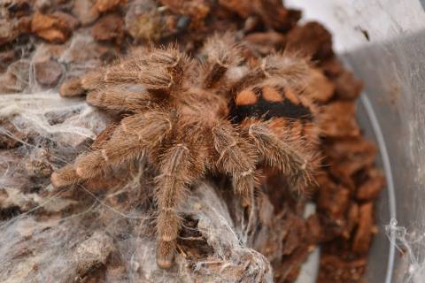 Venezuelan Red Slate Pink Toe Spiderlings