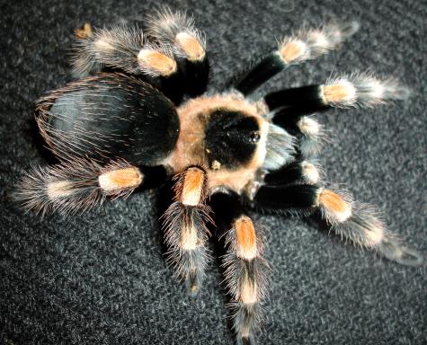 Mexican Red Knee Tarantulas Adults