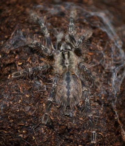 Mysore Ornamental Tarantulas Small