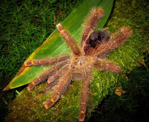 Peruvian Pink Toe Spiderlings