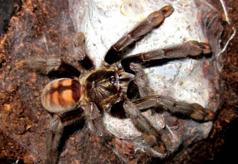 Venezuelan Sun Tiger Tarantulas Small