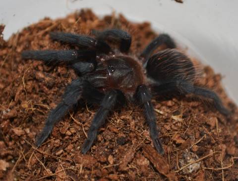 Mexican Red Rump Tarantulas Medium