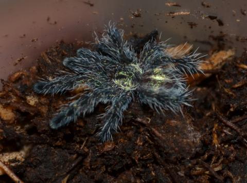 Sapphire Pink Toe Spiderlings