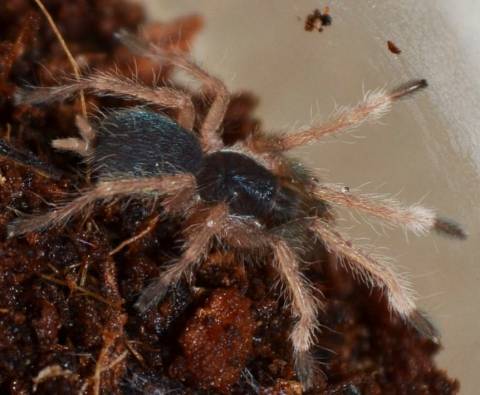 Trinidad Olive Tarantulas Small