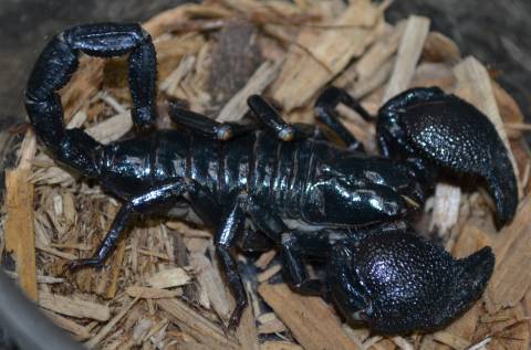 Emperor Scorpions missing stingers