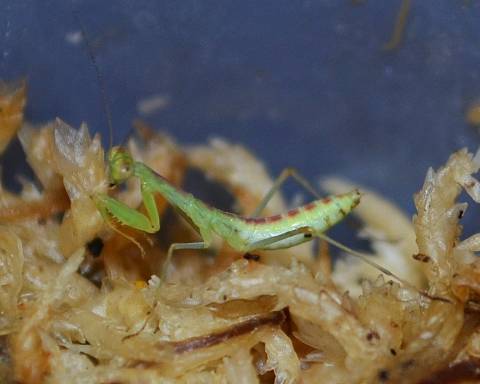 Baby Giant African Praying Mantis