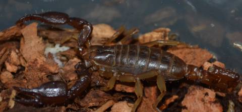Peloncillo Digging Scorpions