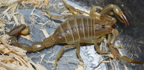 Egyptian Yellow Fat Tail Scorpions (amoreuxi)