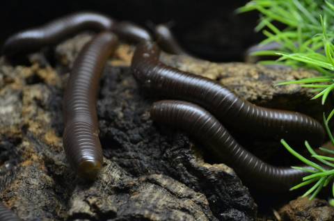 California Brown Millipedes