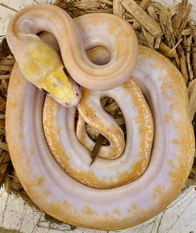 Baby Albino PIebald Reticulated Pythons