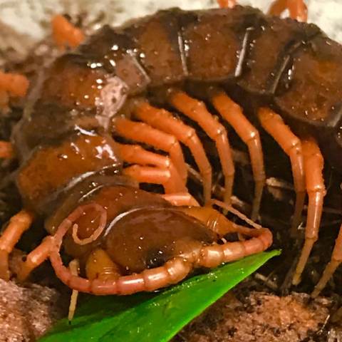 Chinese Giant Red Dragon Centipedes