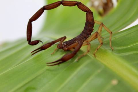 Florida Bark Scorpions