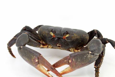 Giant Black Land Crabs (aka Zombie Crabs)