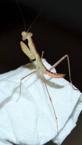Giant African Praying Mantis
