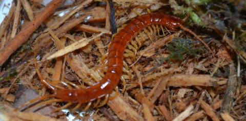 Scarlet Centipedes