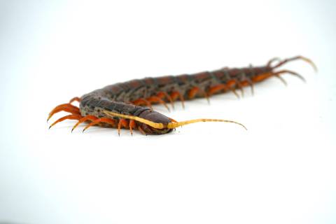 Giant White Beard Centipedes